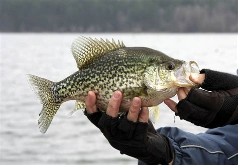crappie spawning season.